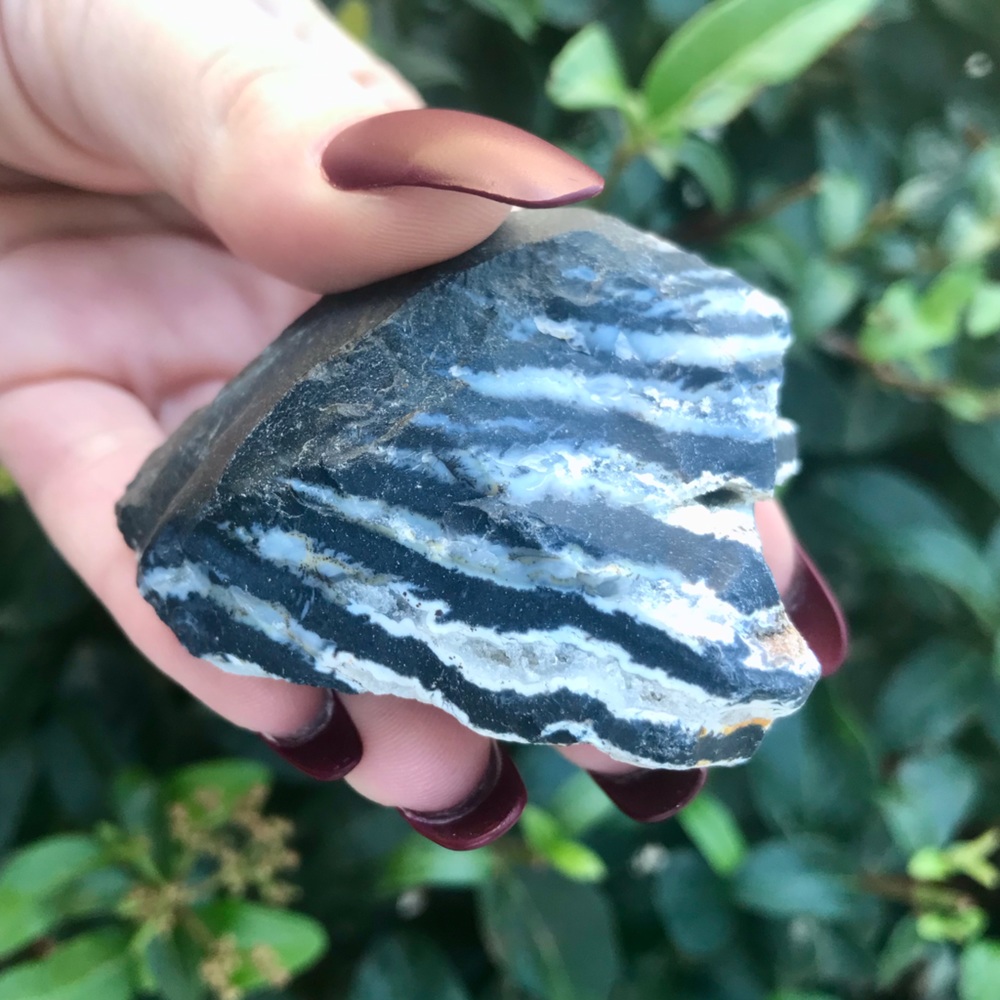 Zebra Jasper 🦓 - Picture 4 of 5